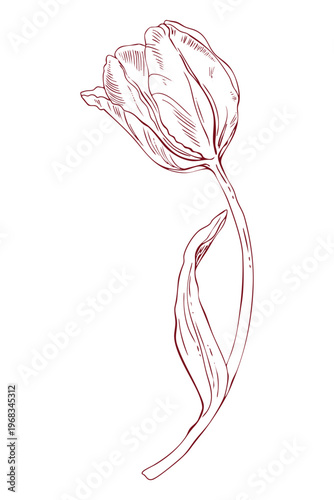 Rotated tulip, freehand line drawing, scribbles, linear art, vector