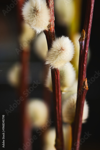 willow catkins in spring