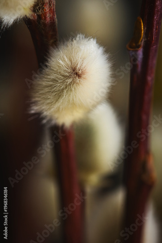 poppy seed head