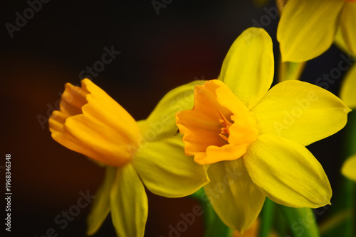 yellow daffodils on black background