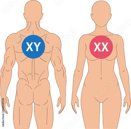 Male female chromosome concept illustration, XY XX symbols on human body, gender biology comparison, genetics education, healthcare vector design infographic