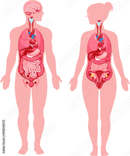 Human anatomy male female internal organs illustration, digestive respiratory system diagram, medical education concept, healthcare vector infographic design detailed body structure