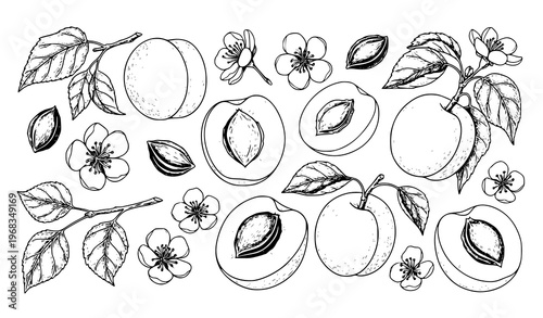 Hand drawn apricot sketch collection fruit blossom branch outline vector illustration