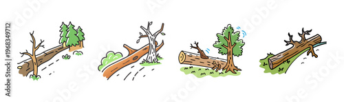 Fallen trees obstructing hiking trails in a forest after a storm.