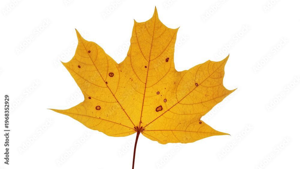 Obraz premium Vibrant golden maple leaf with intricate vein patterns and a slender brown stem, isolated on transparent background for autumnal designs