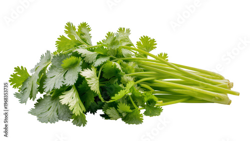Photos Fresh vibrant bunch of cilantro leaves and green stems, isolated on transparent