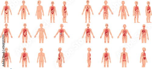 Human body anatomy vector set with internal organs systems medical illustration collection for healthcare education biology science and anatomical study design