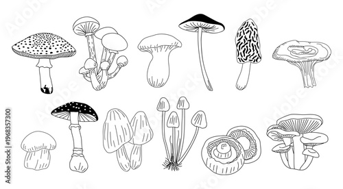 Hand drawn mushrooms in simple black outlines. Variety shown, capped, gilled, and textured. Each form distinct, yet unified in style. Ideal for nature, food, or educational themes