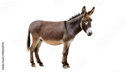 Foto Grayish-brown domestic donkey standing in profile displaying long ears and a dar