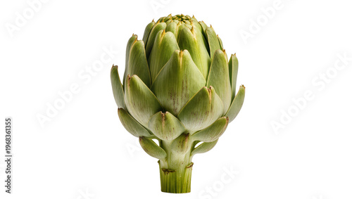Photography Vibrant green artichoke heart with tightly closed bracts and a short stem, isola