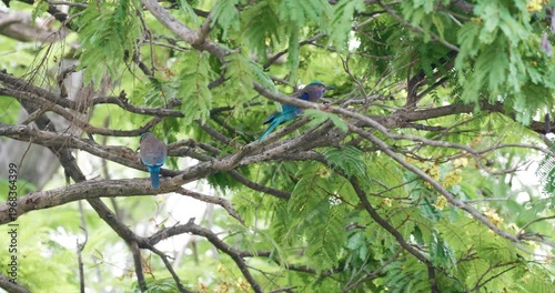 Blue Indochinese roller bird relax on tree branch city park Bangkok Thailand