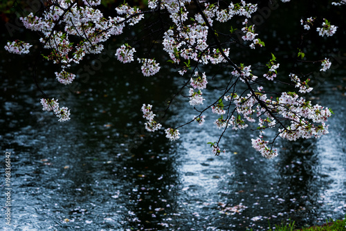 雨の日の桜と川面