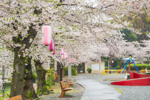本庄若泉公園の桜に飾られた提灯