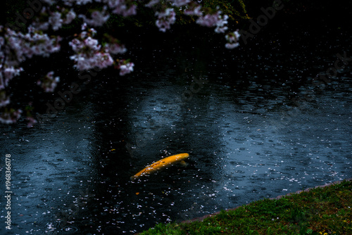 雨の日の水面に映る桜と鯉