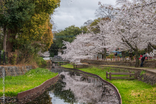 曇りの日の本庄若泉公園の満開の桜