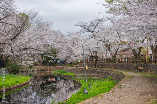 曇りの日の本庄若泉公園の満開の桜
