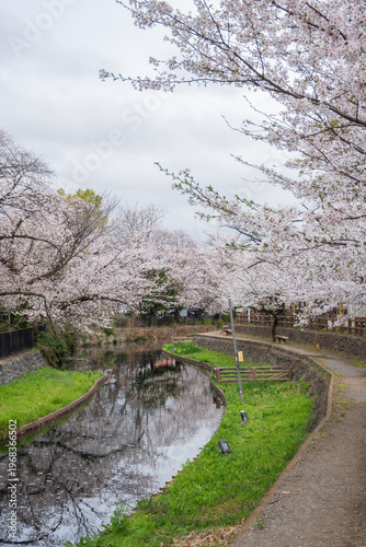 曇りの日の本庄若泉公園の満開の桜