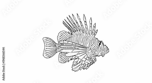 Detailed black and white illustration of a lionfish with elaborate fins and spines