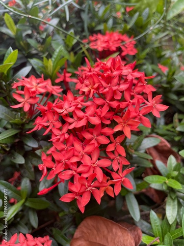 red and green
