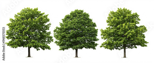 Quercus robur urban trees displayed in side view against a white background.