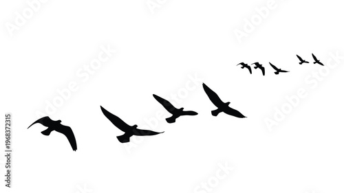 A flock of birds in flight against a white background silhouette
