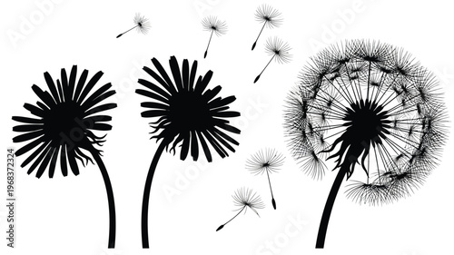 Black silhouettes of dandelions in various stages of seed dispersal silhouette