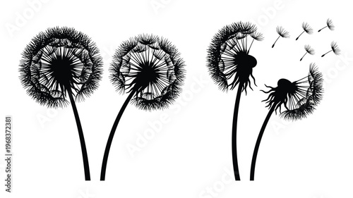 Detailed dandelion seed heads in varying stages a striking silhouette