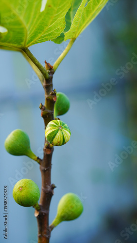 Valokuva Close-up of green young figs growing on a branch of a fig tree.
