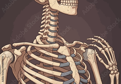 Human Skeleton Anatomical Illustration - Detailed Rib Cage, Spine, and Shoulder Bone Structure - Stylized Vintage Medical Art