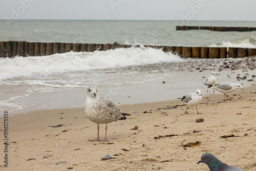 Seagulls on the beach of the Baltic Sea in Poland