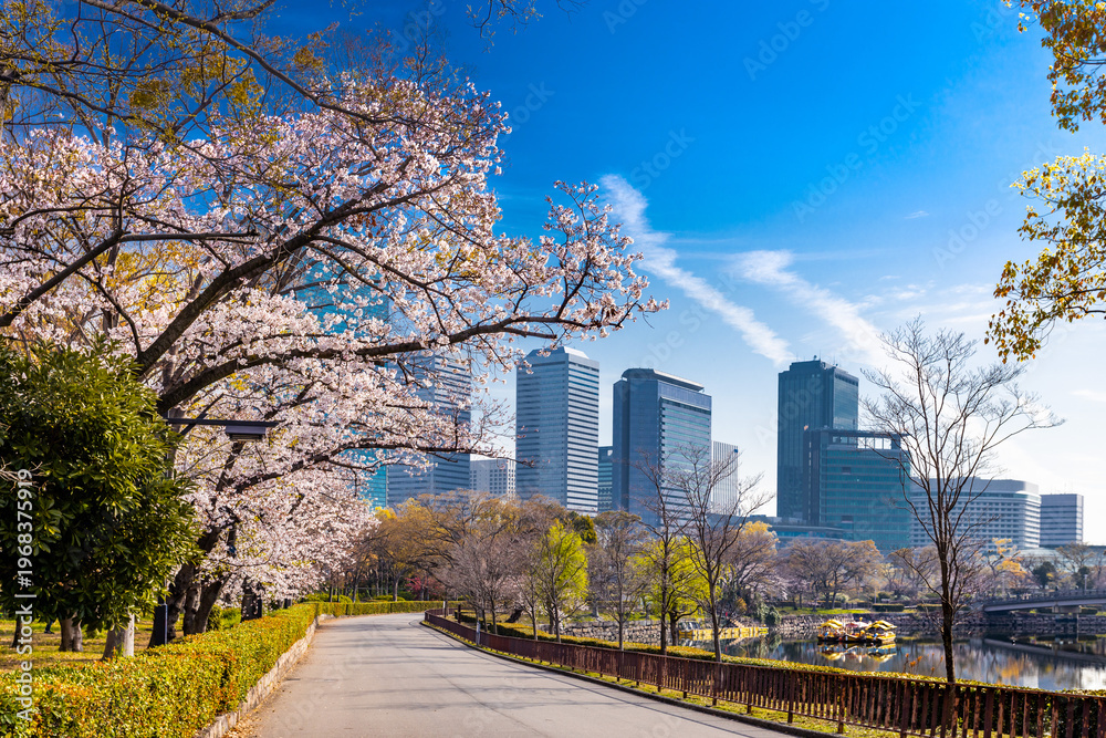 Fototapeta premium Scenic view of Osaka city skyline and skyscrapers framed by blooming pink cherry blossoms in Osaka Castle Park. A perfect blend of modern urban architecture and traditional Japanese spring nature.