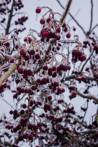 Frozen berries on a tree branch in winter. Close-up.