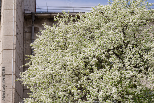 White flowers of apple tree in spring on the background of the building