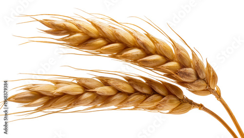 Golden ripe wheat stalks with delicate feathery awns, beautifully isolated on transparent background for agricultural design elements