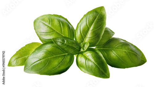 Obraz na plátně Vibrant fresh basil sprig with glossy dark green leaves showcasing natural textu