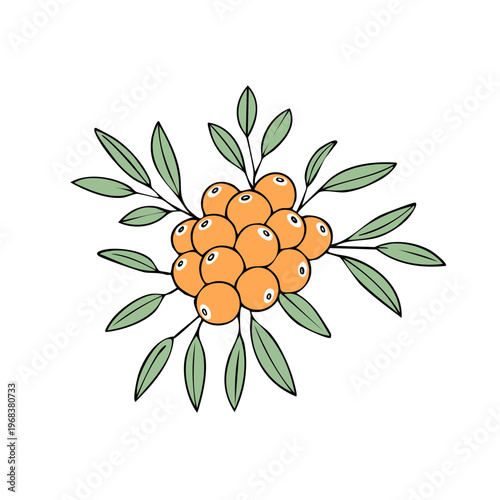 Hand-drawn cluster of bright orange sea buckthorn berries with green leaves illustration