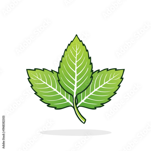 Vibrant Green Mint Leaves Illustration Fresh Herb Culinary Ingredient Leafy Botanical Organic