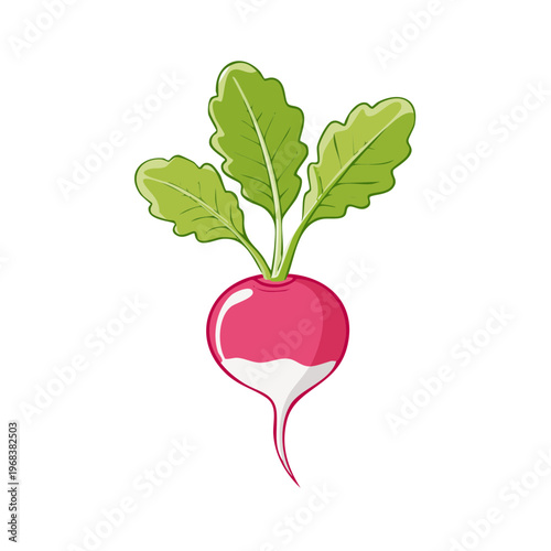 Fresh red radish with vibrant green leaves isolated on white