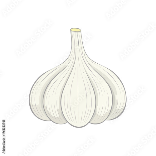 Fresh White Garlic Bulb Illustration for Culinary and Health Concepts