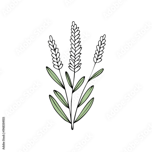 Hand drawn illustration of delicate lavender stalks with green leaves