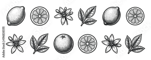 Set of citrus fruit illustrations showing lemon, lime, and orange with slices, flowers, and leaves in a vintage black and white engraving style with detailed hatching and stippling