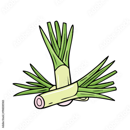 Hand drawn illustration of fresh green lemongrass stalks tied together on white