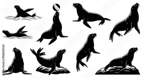 Seals in various playful poses.