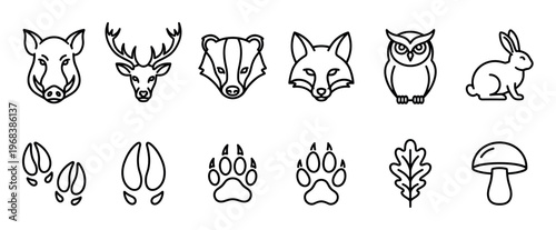 Set of forest animal line icons featuring a wild boar, deer, badger, fox, owl, and rabbit with their corresponding tracks, an oak leaf, and a mushroom in a minimalist style