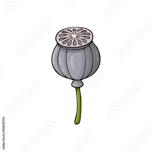 Illustration of a single grey poppy seed head with green stem on white background