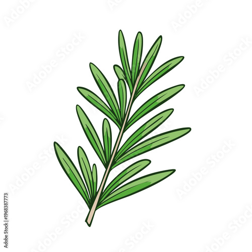 Green Rosemary Sprig Fresh Herb Culinary Ingredient Botanical Illustration