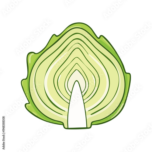 Fresh Green Cabbage Cross Section Showing Layers and Core