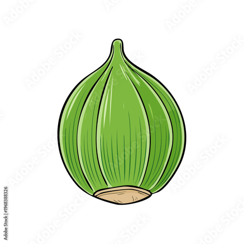 Fresh green unripe fig fruit with stem detail cartoon illustration isolated on white background