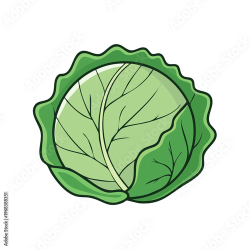 Fresh green cabbage illustration healthy food organic vegetable whole round plant