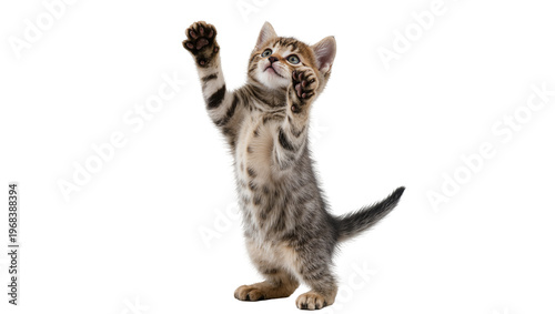 Canvas Print Playful tabby kitten standing on hind legs reaching upwards with a raised paw, i